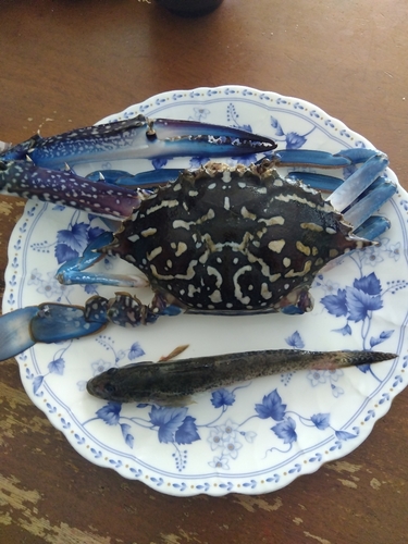 アナハゼの釣果