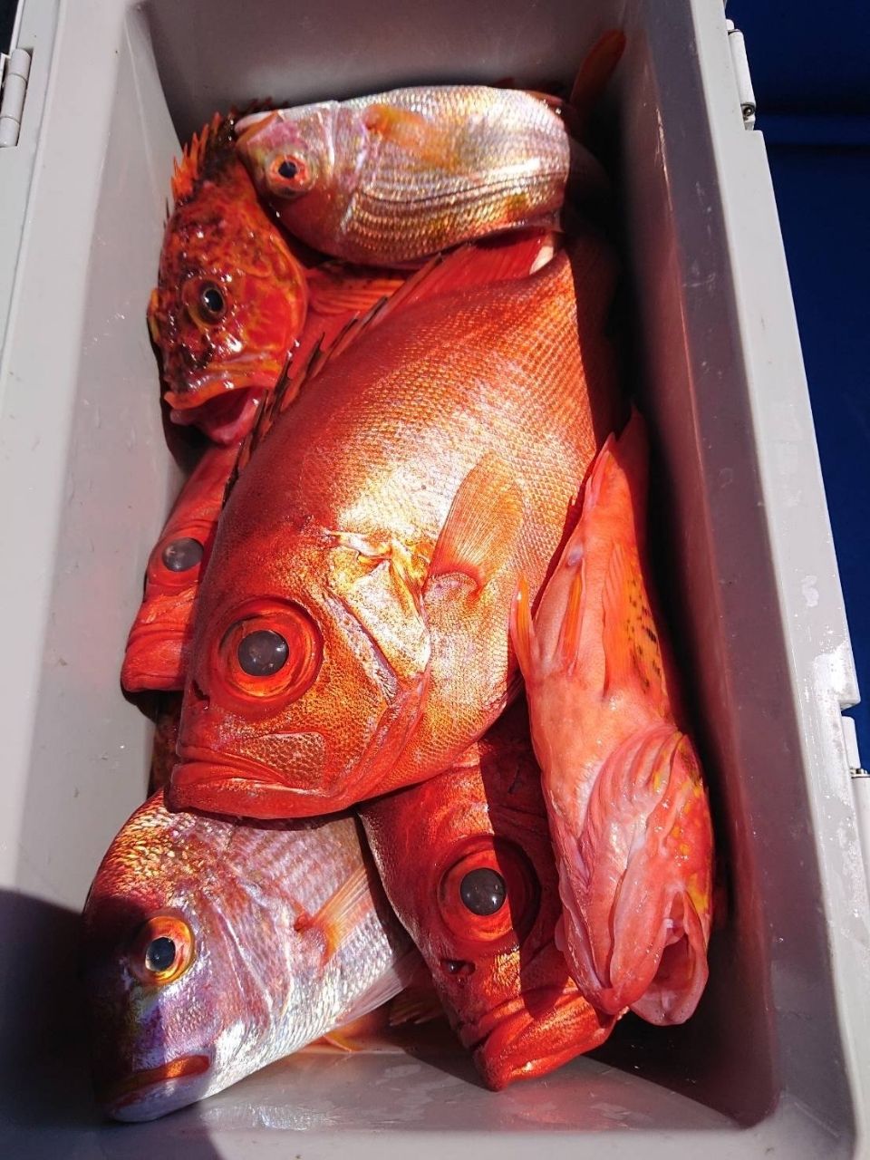 第2美吉丸 釣果さんの釣果 2枚目の画像