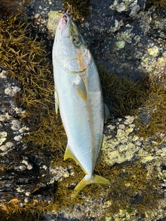 ヒラマサの釣果