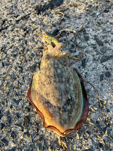 モンゴウイカの釣果