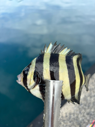 イシダイの釣果