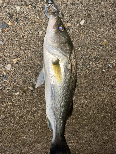 フッコ（マルスズキ）の釣果