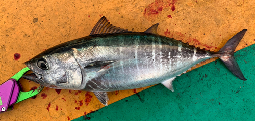 メジの釣果