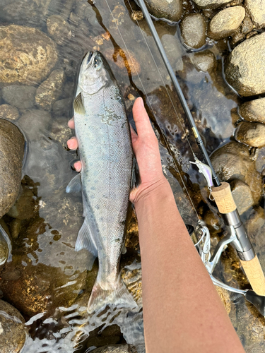 ヤマメの釣果