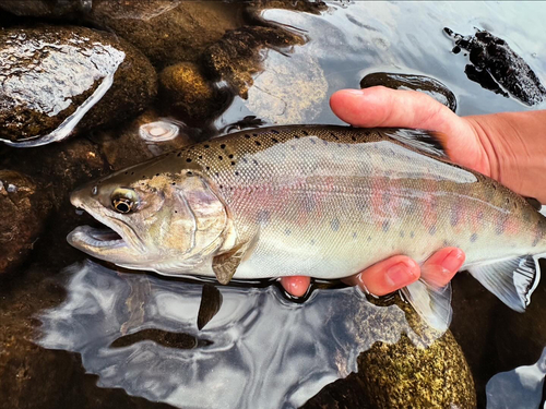 ヤマメの釣果