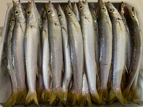 カマスの釣果