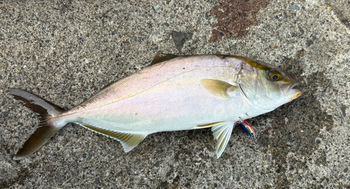 カンパチの釣果