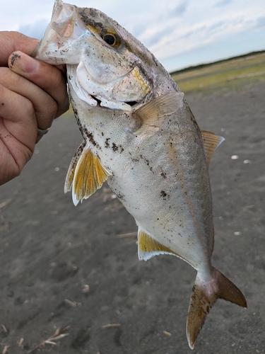 ショゴの釣果