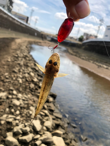 マハゼの釣果