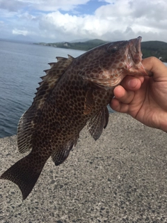 オオモンハタの釣果