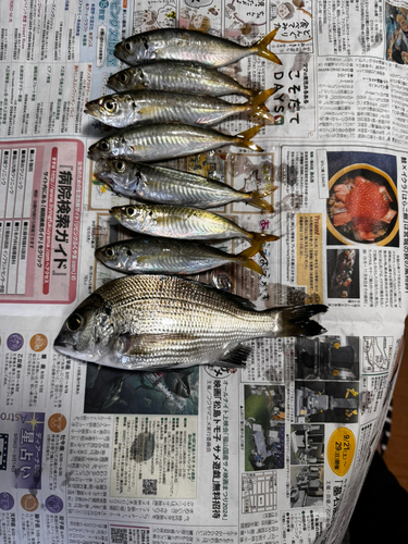 アジの釣果