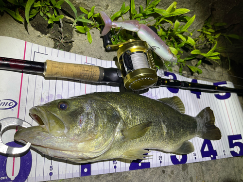 ブラックバスの釣果