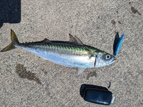 サバの釣果