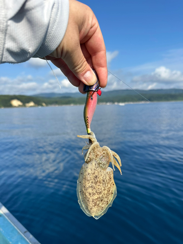 コウイカの釣果