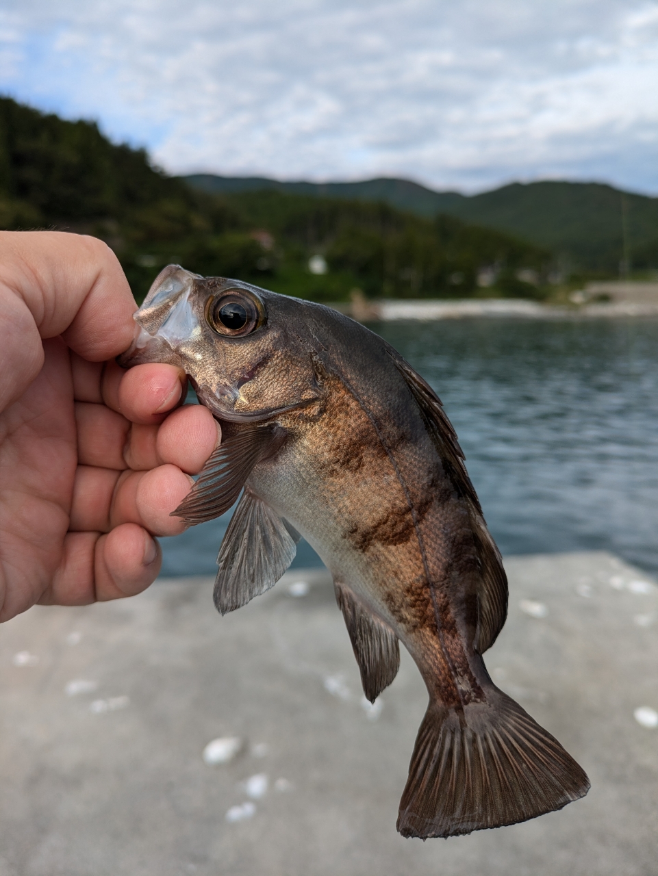 シロメバル