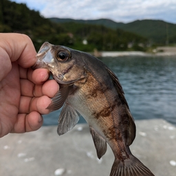 シロメバル