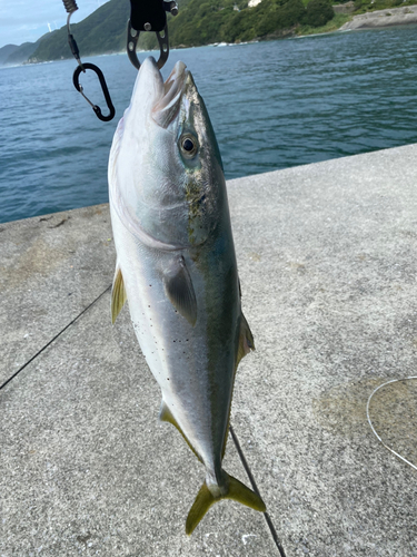 ハマチの釣果