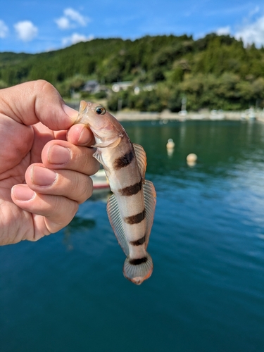 リュウグウハゼの釣果