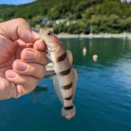 リュウグウハゼ