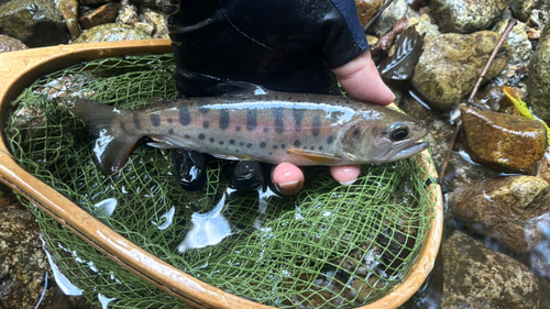 ヤマメの釣果