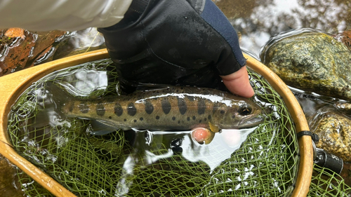 ヤマメの釣果