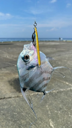 イトヒキアジの釣果