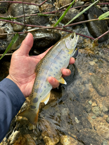 ヤマメの釣果