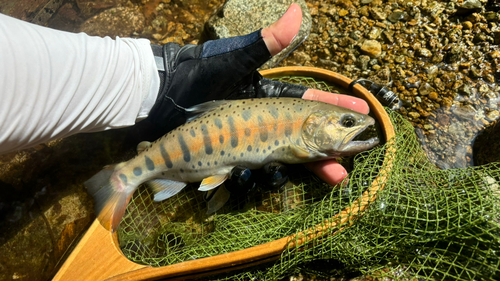 ヤマメの釣果