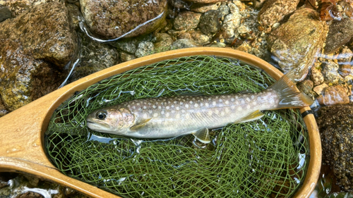 イワナの釣果