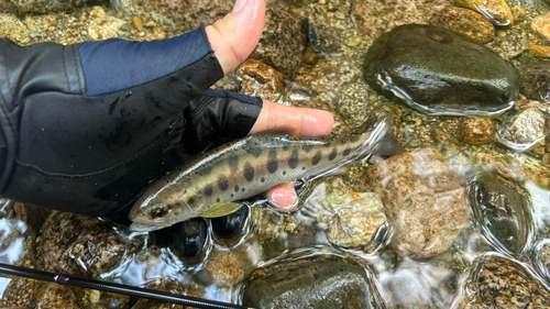 ヤマメの釣果