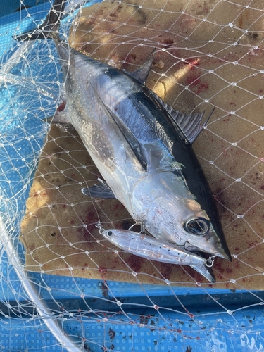 コシナガマグロの釣果