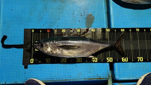 コシナガマグロの釣果