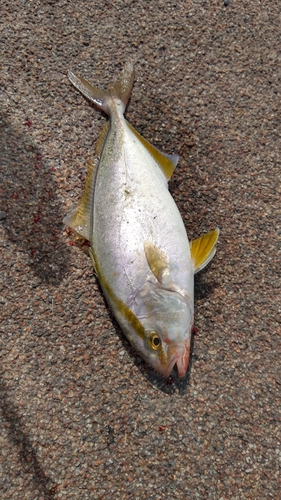 ショゴの釣果