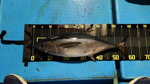 コシナガマグロの釣果