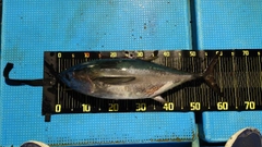 コシナガマグロの釣果