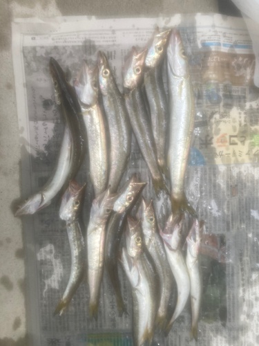 カマスの釣果