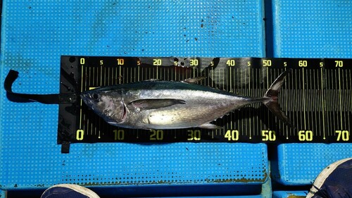 コシナガマグロの釣果