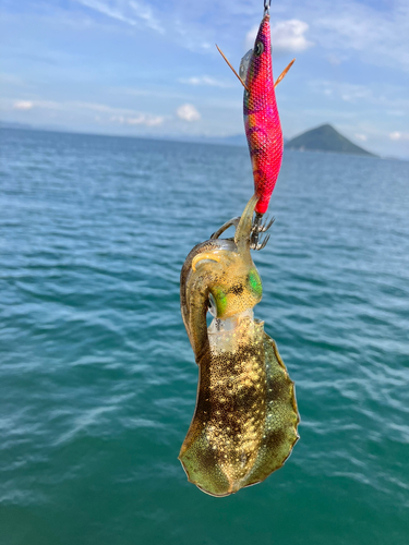 アオリイカの釣果