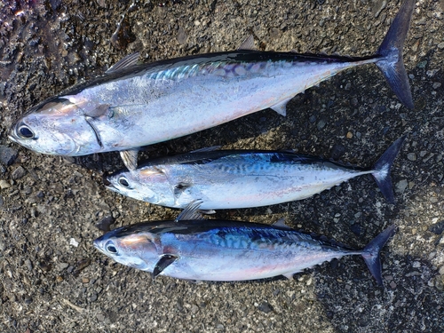 ソウダガツオの釣果