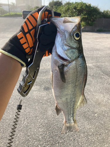 スズキの釣果