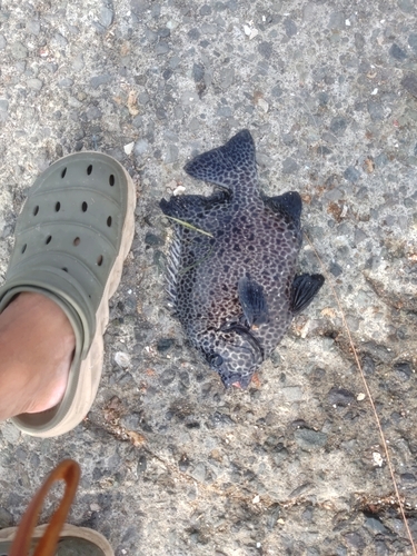 イシガキダイの釣果