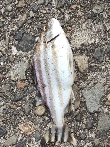 コトヒキの釣果