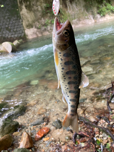 ヤマメの釣果