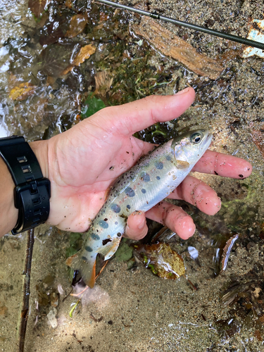 ヤマメの釣果