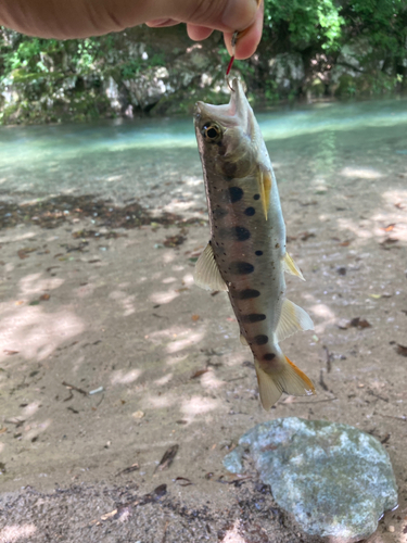 ヤマメの釣果