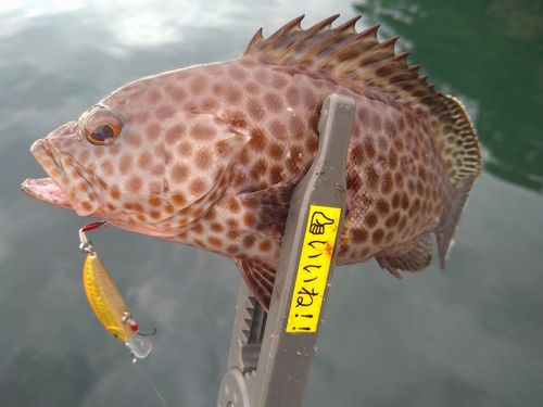 オオモンハタの釣果