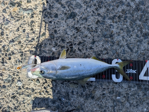 ワカシの釣果