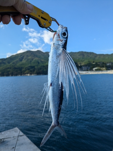 トビウオの釣果