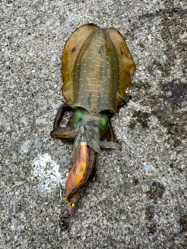 アオリイカの釣果