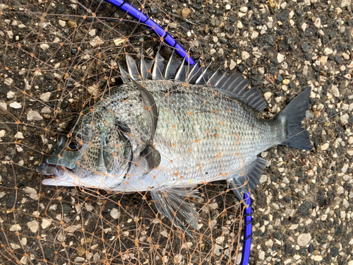 クロダイの釣果